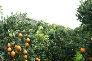 Campi di agrumeti dell'Azienda ortofrutticola siciliana Pannitteri ~ Albero di arance rosse di Sicilia
