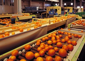 Produzione arance rosse di Sicilia